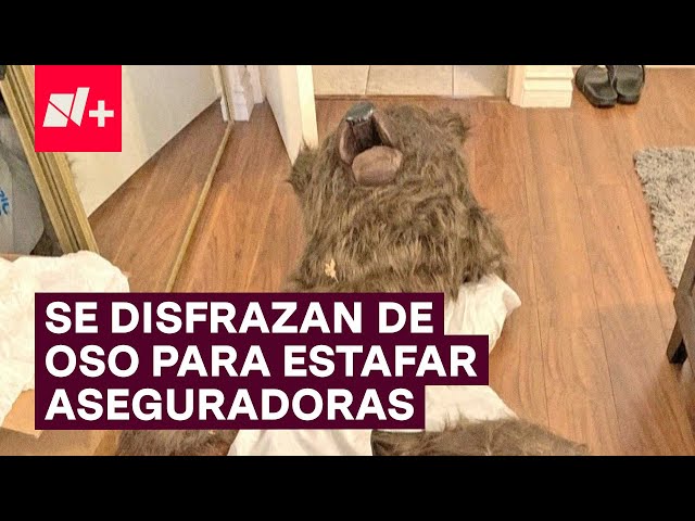 ⁣Se disfraza de oso para atacar coches de lujo y cobrar miles de dólares en seguro - N+