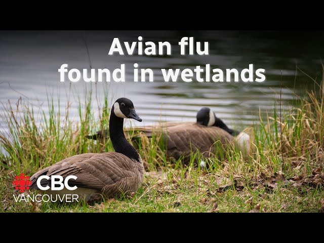 ⁣Vets are warning of avian flu in wetlands as diagnosed B.C. teen remains critical