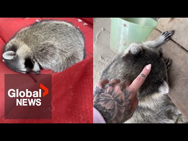 ⁣BC raccoon revived with animal 'Narcan' after suspected fentanyl poisoning