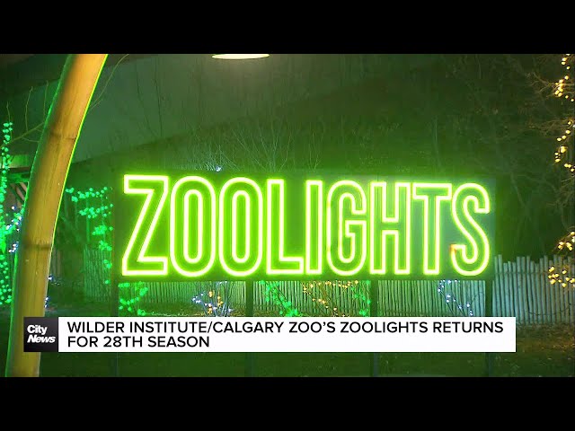 ⁣Calgary’s Zoolights returns bigger and brighter