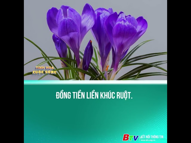 ⁣Đồng tiền liền khúc ruột