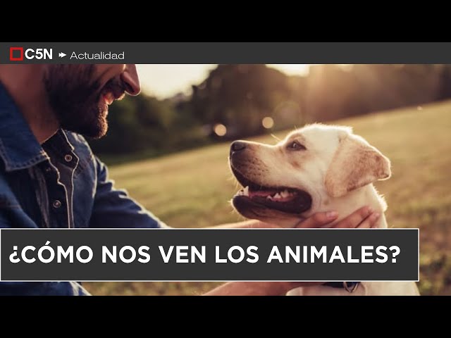 ⁣¿CÓMO nos VEN los ANIMALES?