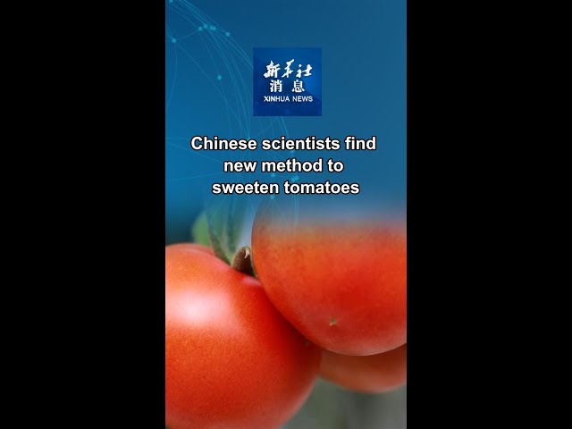 ⁣Xinhua News | Chinese scientists find new method to sweeten tomatoes