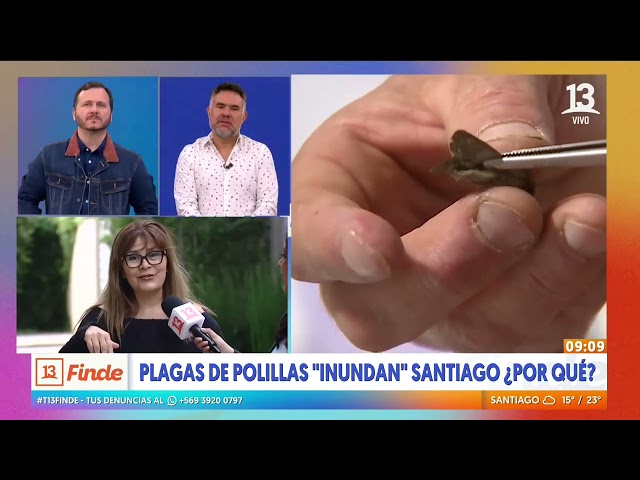 ⁣Plaga de polillas "inundan" Santiago ¿Por qué y cómo evitarlas?