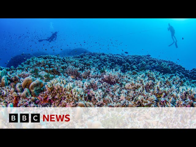 ⁣World’s largest coral found in Pacific Ocean | BBC News