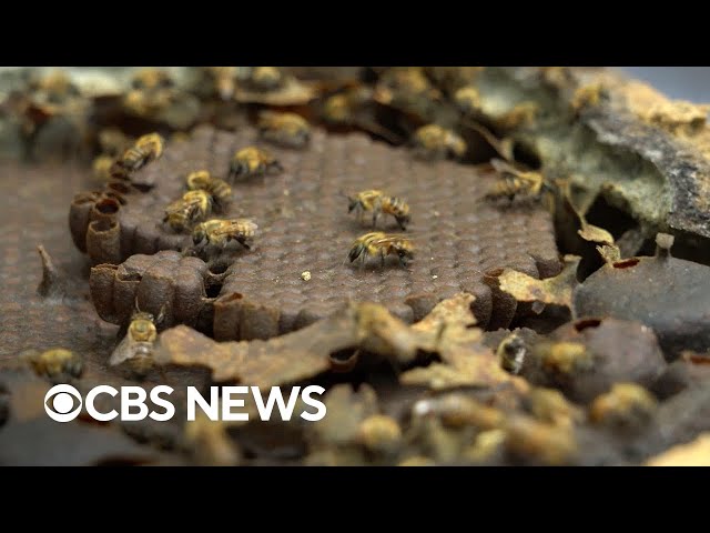 ⁣Stingless bees' lead conservation efforts in the Amazon rainforest