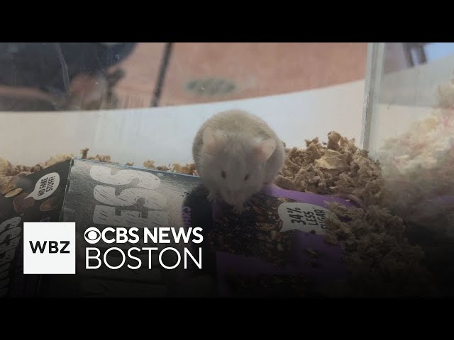 ⁣New Hampshire animal shelter has hundreds of mice for adoption