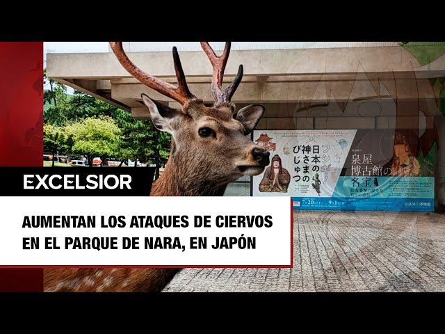 ⁣Aumentan los ataques de ciervos en el Parque de Nara, en Japón