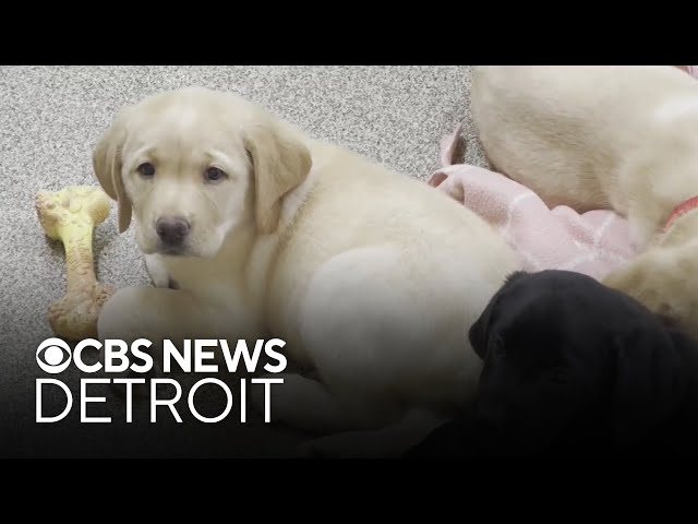 ⁣Rochester Hills nonprofit asking for help raising puppies