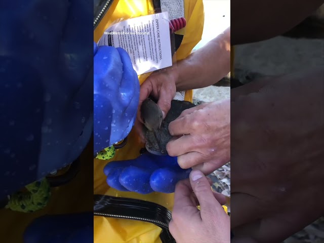 ⁣Firefighters rescue bird hooked on fishing line