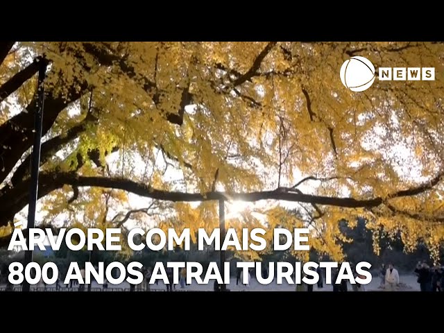 ⁣Árvore com mais de 800 anos é atração na Coreia do Sul