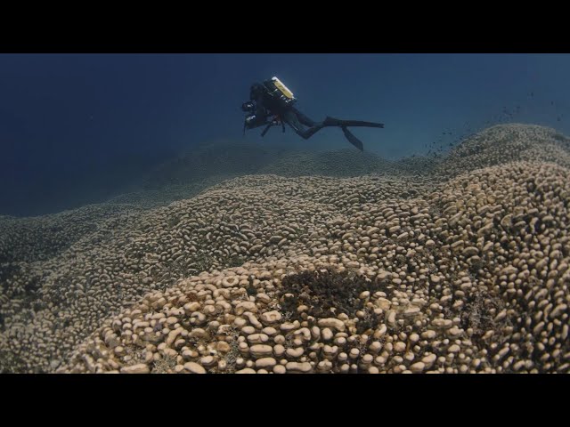 ⁣Researchers discover coral so big it can be seen from space