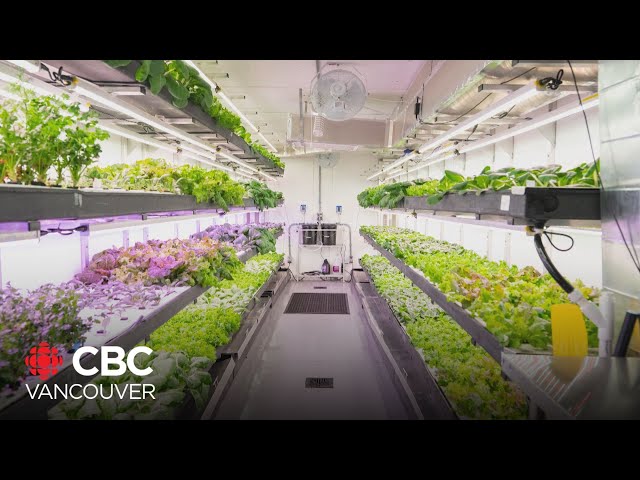 ⁣How this unique 'hydroponic farm' aims to solve food insecurity in Cranbrook, B.C.