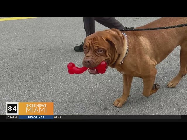 ⁣South Florida animal lover creates SGT Canines to take in dogs, place them into foster homes