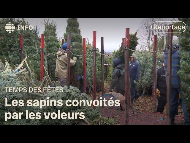 ⁣Vol de sapins : un producteur nous explique comment il protège ses arbres