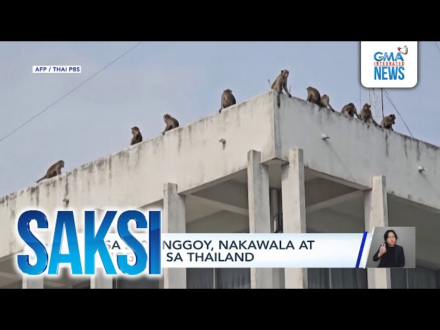 ⁣Nasa 200 unggoy, nakawala at nanggulo sa Thailand | Saksi