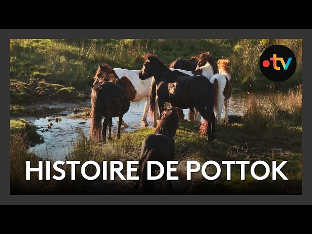 ⁣Pastore Lore : l'histoire de Pottok