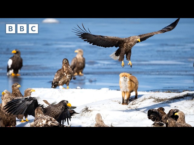 ⁣Red fox has to fight off huge birds in order to secure dinner | Asia - BBC