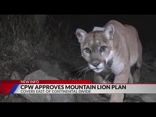 ⁣CPW unanimously adopts East Slope mountain lion plan