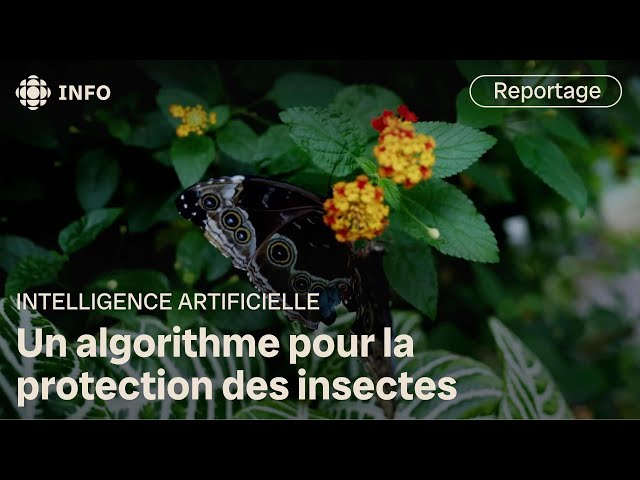 ⁣L’intelligence artificielle au secours des insectes | Découverte