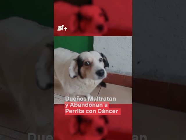 ⁣Dueños maltratan y abandonan a perrita con cáncer - N #shorts