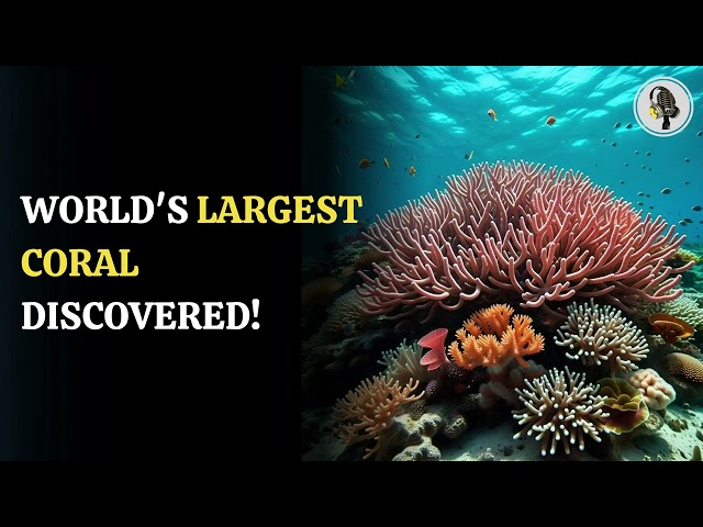 ⁣World's Largest Coral Discovered! | WION Podcast