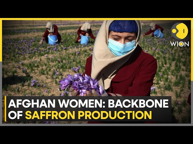 ⁣Saffron Companies Rely on Afghan Women to Harvest the Flowers | Latest English News | WION