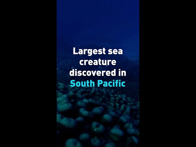 ⁣Largest sea creature discovered in South Pacific