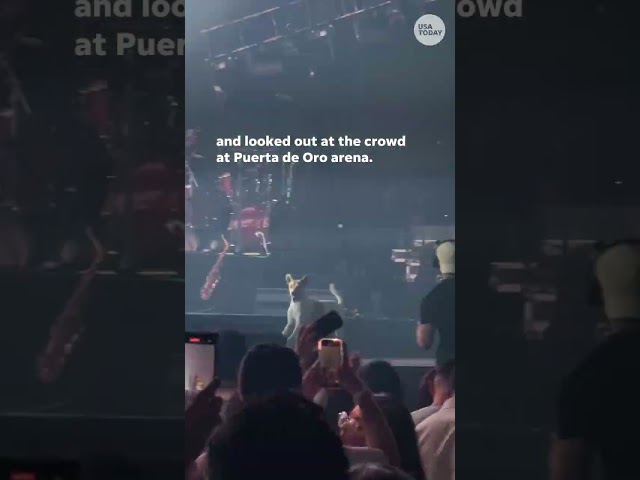 ⁣Concertgoer captures video of a stray dog running onstage mid-song #Shorts