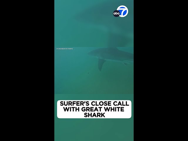 ⁣Surfer's close call with great white shark