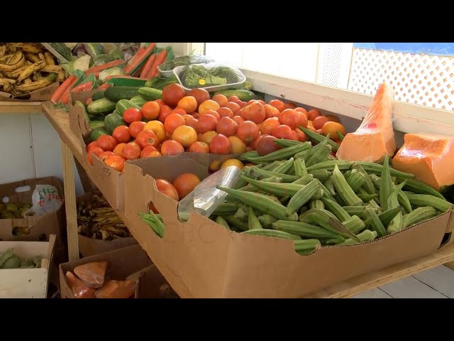 ⁣Excessive rain depleting crops for some farmers