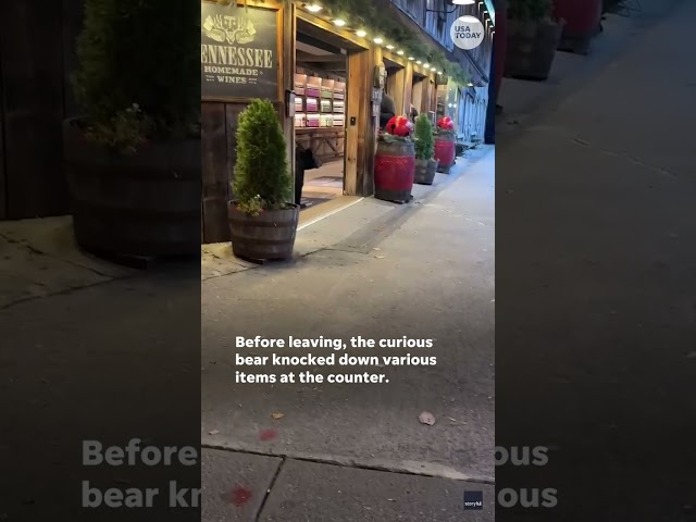 ⁣Bear barges into wine shop searching for food #Shorts