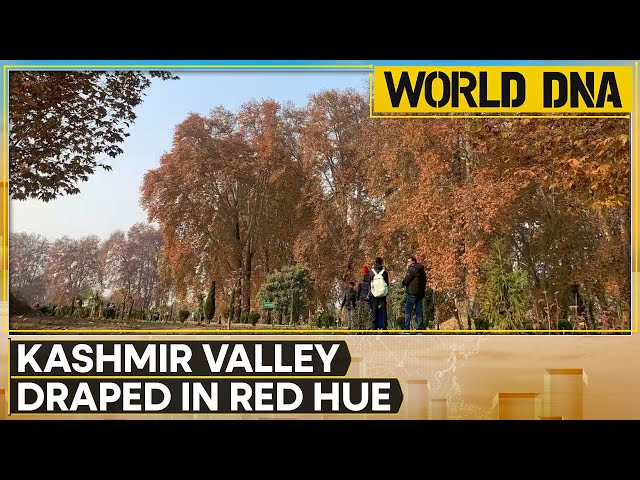 ⁣India: Autumn Charms Tourists With Burst Of Vibrant Colours In Kashmir | World News | WION