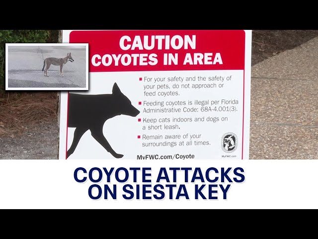 ⁣Coyote attacks return to Siesta Key after Hurricane Milton