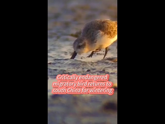 ⁣Critically endangered migratory bird returns to south China for wintering