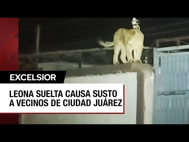 ⁣Pánico en Chihuahua por leona suelta en calles de Ciudad Juárez