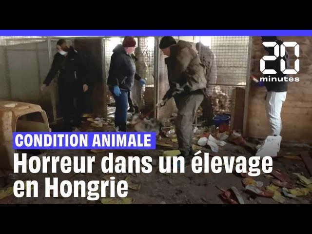 ⁣Des chiens entassés dans des « conditions atroces » dans un élevage en Hongrie