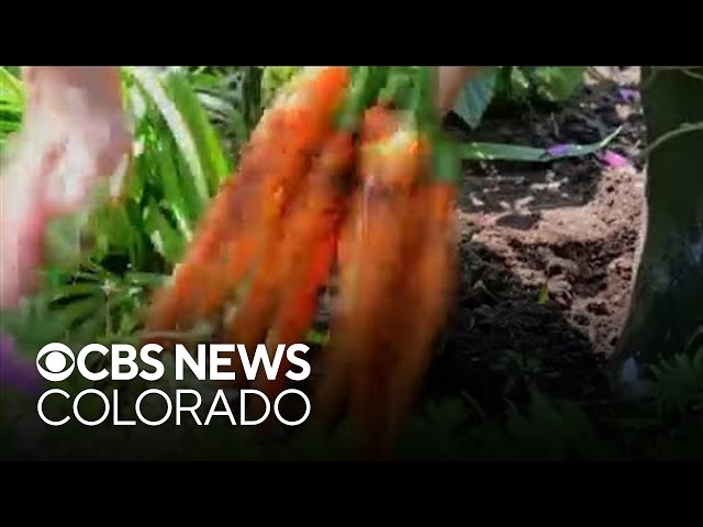 ⁣New E. coli outbreak brings concerns for grocery shoppers in Colorado