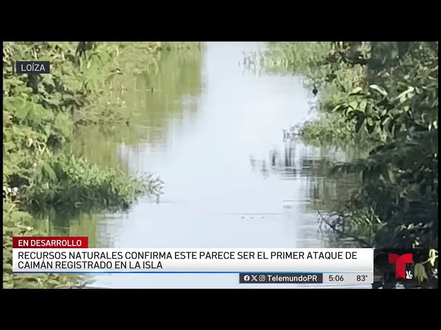 ⁣Hombre alega que fue atacado por un caimán en Loíza