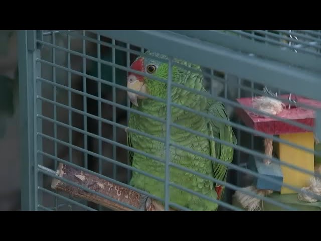 ⁣Parrots being shot across the San Gabriel Valley