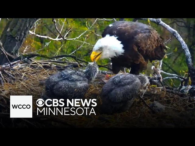 ⁣Minnesota DNR’s EagleCam to return this week