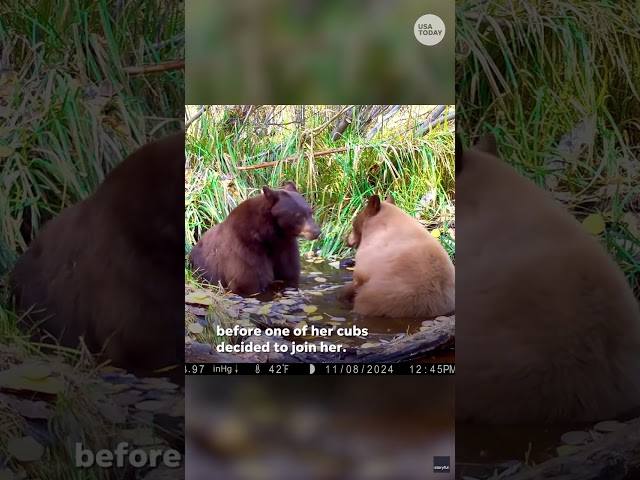 ⁣Bear cub disturbs mama bear's relaxation #Shorts