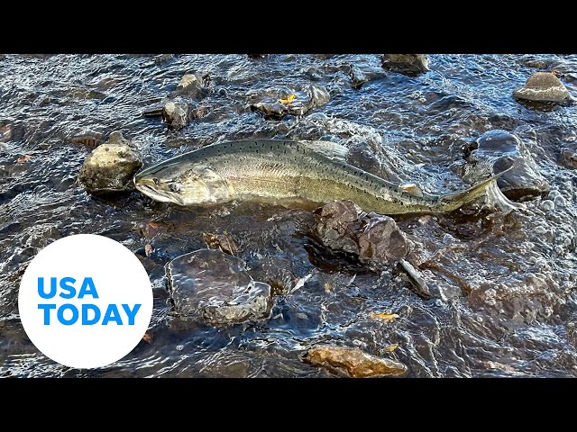 ⁣Salmon return to Klamath River after historic dam removals | USA TODAY