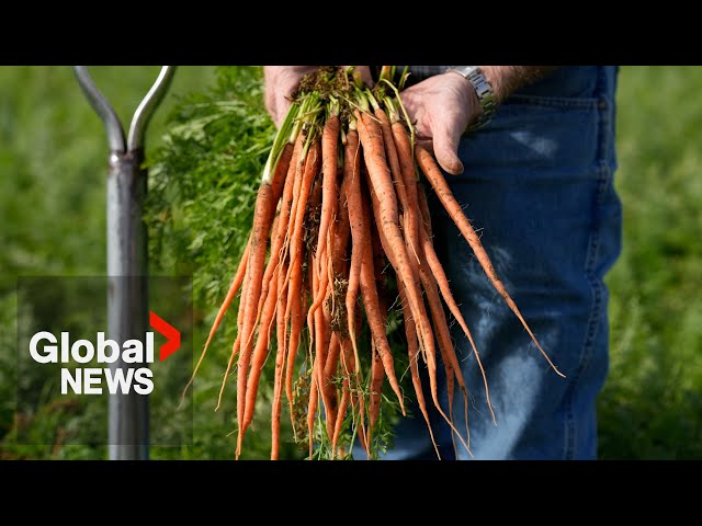 ⁣Organic carrots recalled over E. coli outbreak