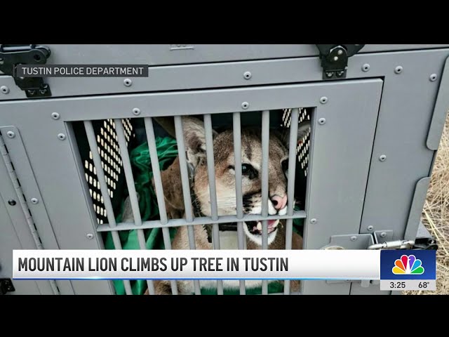 ⁣Mountain lion creates a scene in Tustin neighborhood