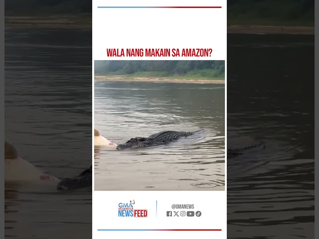 ⁣Endangered pink dolphin, kinain ng buwaya? | GMA Integrated Newsfeed