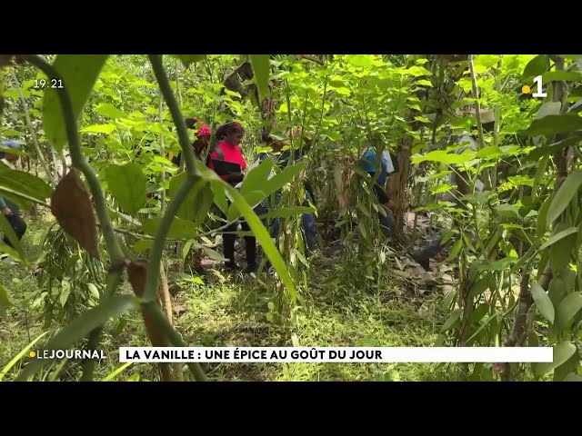 ⁣La vanille : une épice au goût du jour