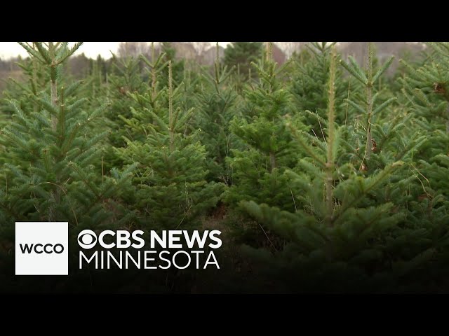 ⁣How do drought conditions impact Christmas tree growth?