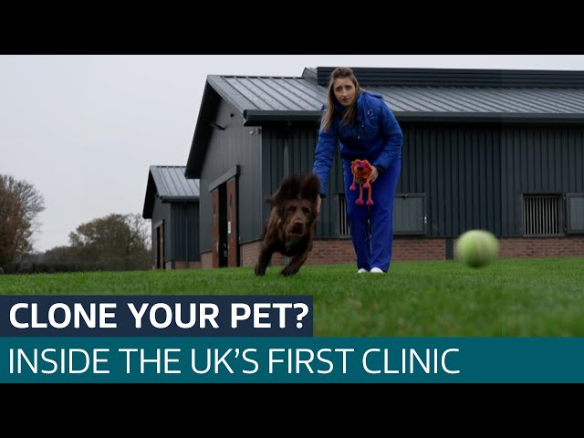 ⁣Inside the UK’s first pet cloning clinic where owners try to replicate their furry pals | ITV News