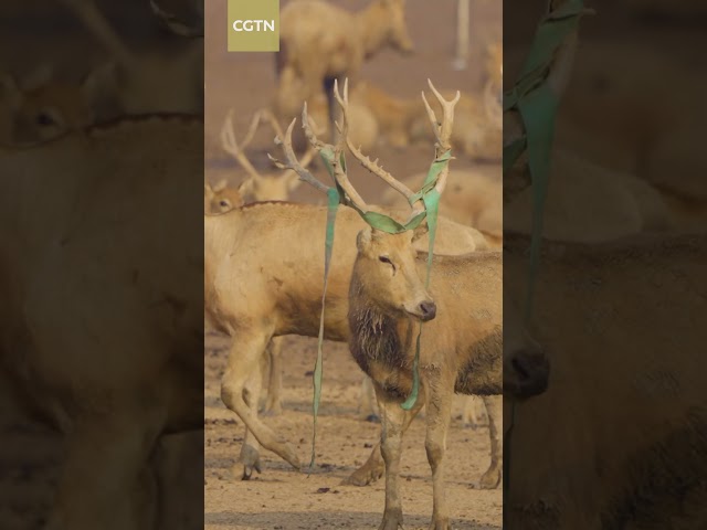 ⁣Milu deer's mating display